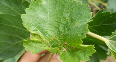 Jak se vypořádat s chorobami a škůdci hroznů, co dělat a co stříkat